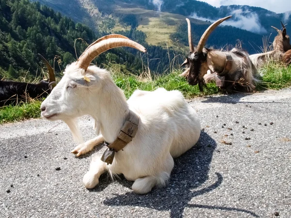 Mountain goats  resting on the pass road — Stock Photo, Image