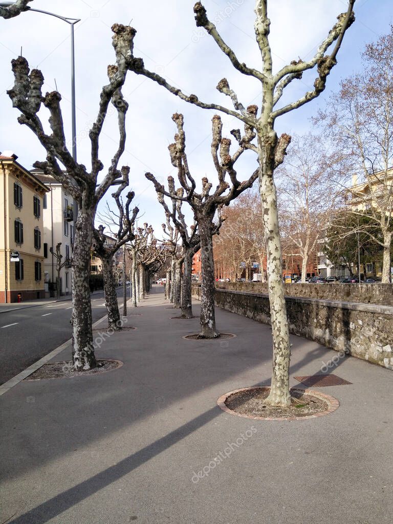 Lugano, Switzerland: trees without leaves at the city park