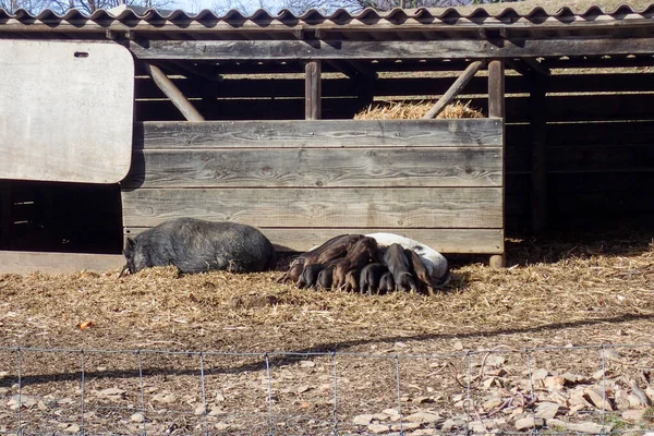 Cademario Svizzera Maialino Cinghiale Azienda — Foto Stock