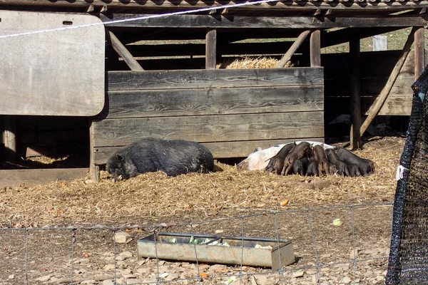 Cademario Svizzera Maialino Cinghiale Azienda — Foto Stock