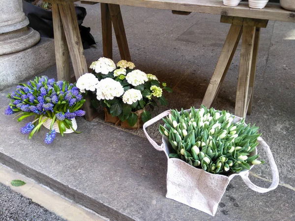 Лугано Швейцарія Декоративні Квіти Продаж Вулицях Міста — стокове фото