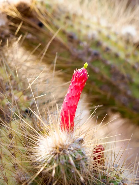 Lanzarote Spanien Der Kakteengarten Von Csar Manrique — Stockfoto