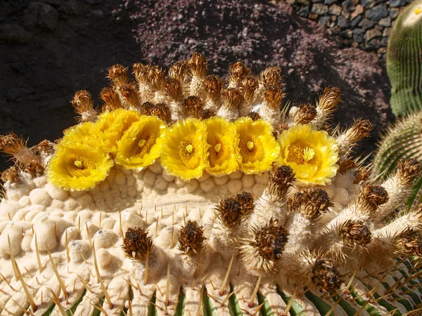 Lanzarote Španělsko Kaktusová Zahrada Navržená Csarem Manriquem — Stock fotografie