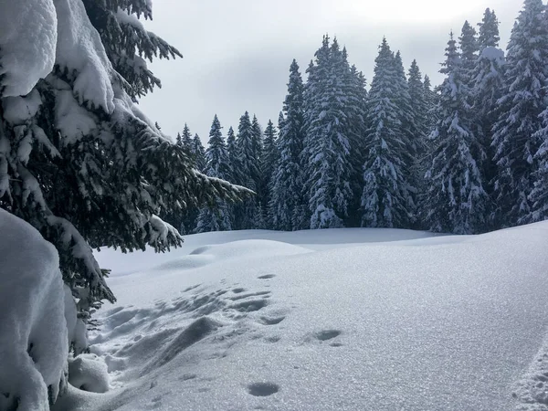 Schamserberg Szwajcaria Zimowy Krajobraz Parku Przyrody Schamserberg Piz Beverin — Zdjęcie stockowe