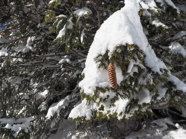 Schamserberg Suisse Paysage Hivernal Parc Naturel Schamserberg Piz Beverin — Photo