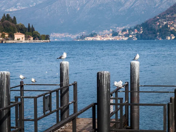 Cernobbio Talya Skele Destek Direklerinin Tepesindeki Martılar — Stok fotoğraf