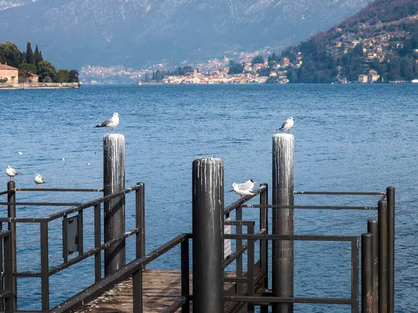 Cernobbio Italy Seagulls Top Pier Support Pylons — 图库照片