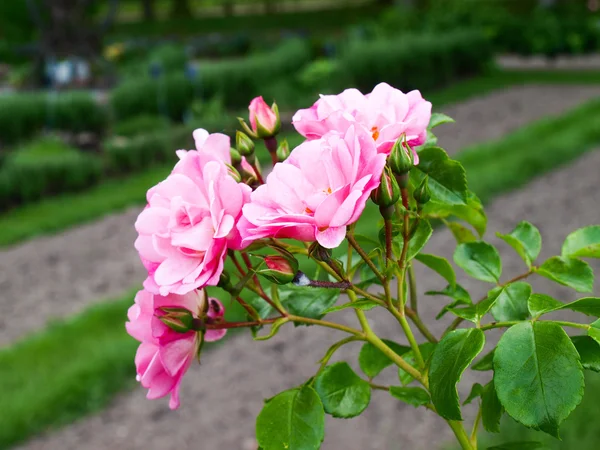 Blumen im Garten — Stockfoto