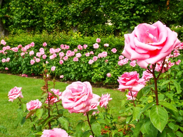 Květy v zahradě — Stock fotografie