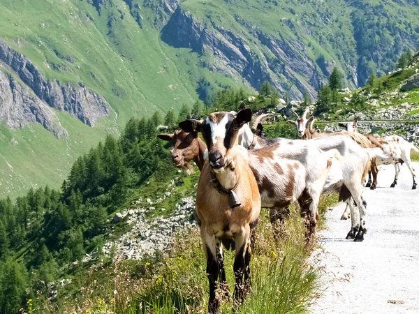 Free mountain goats — Stock Photo, Image