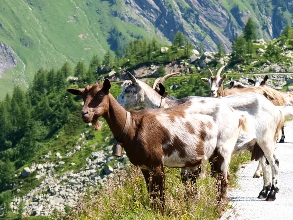 Wolne kozy górskie — Zdjęcie stockowe