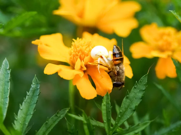 Araña "Misumena vatia" coger una abeja en flor Tagetes — Foto de Stock