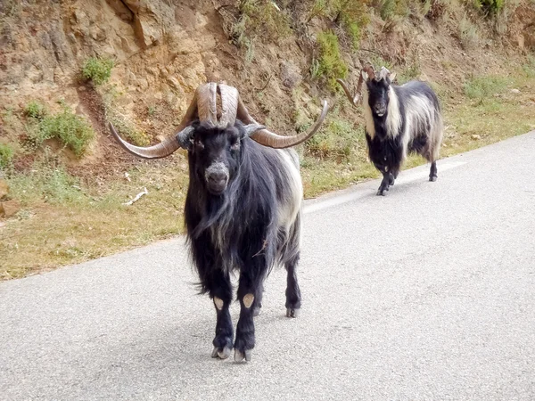 Mouflons on the road — Stock Photo, Image