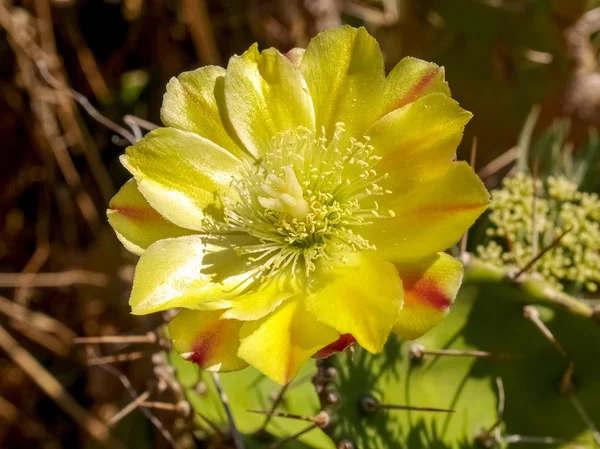 Flower of Corse — Stock Photo, Image