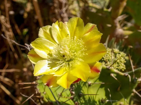 Corse çiçek — Stok fotoğraf