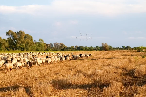Овцы на ферме . — стоковое фото