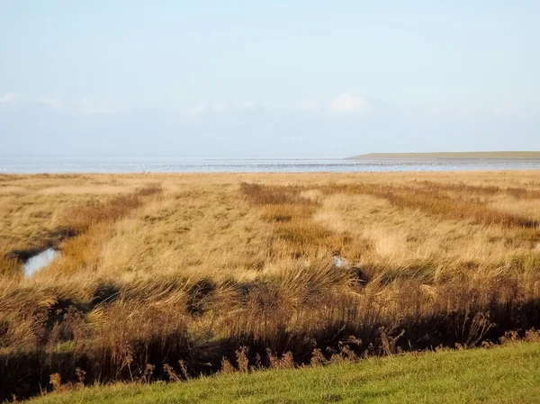 Coastal vegetation — Stock Photo, Image