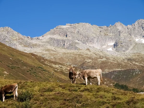 Swiss Alps, Cow on the Mountains view — Stock Photo, Image