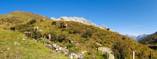 Swiss Alps, Cow on the Mountains view — Stock Photo, Image