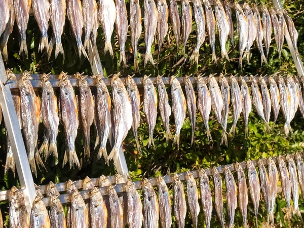 Typischer Fisch namens Missultin — Stockfoto