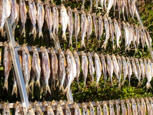 Typischer Fisch namens Missultin — Stockfoto