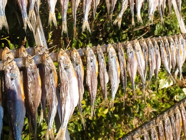 Typischer Fisch namens Missultin — Stockfoto