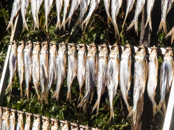 Typischer Fisch namens Missultin — Stockfoto