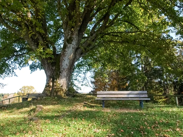 Centuries-old tree Royalty Free Stock Images