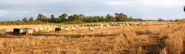 Sheeps on the farm. — Stock Photo, Image