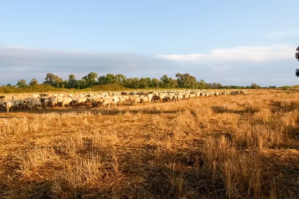 Sheeps on the farm. — Stock Photo, Image