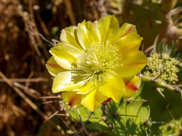 Flower of Corse — Stock Photo, Image