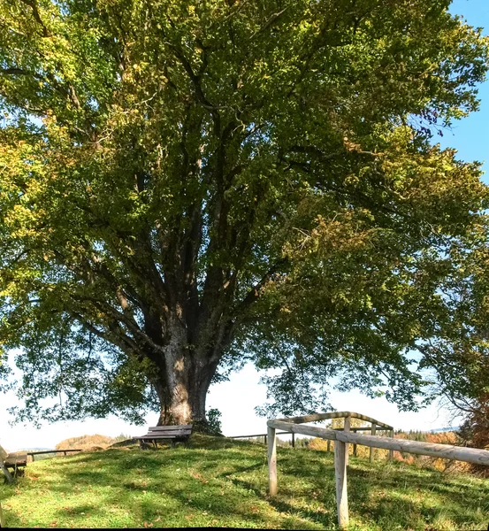 Arbre centenaire — Photo