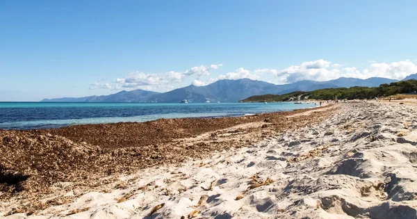 Stranden Saleccia — Stockfoto