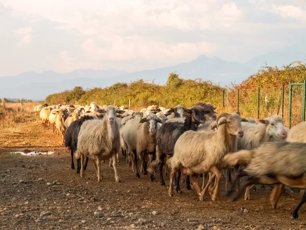Овцы на ферме . — стоковое фото