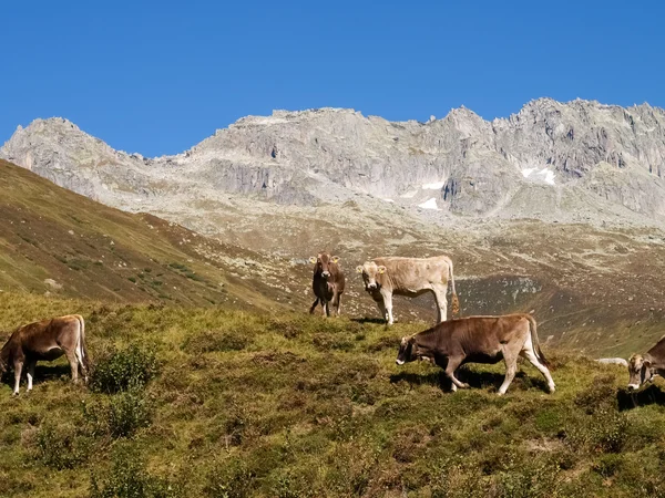 Szwajcarskie, krowa na widok gór — Zdjęcie stockowe