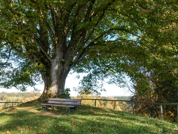 Albero secolare — Foto Stock