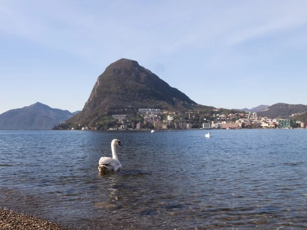 Lugano，新的天鹅 — 图库照片