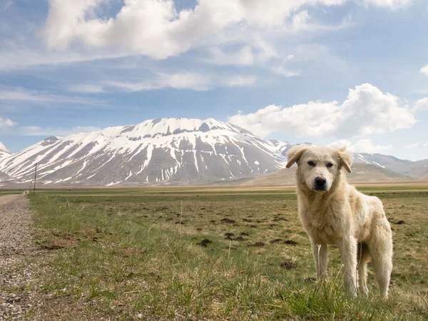 Puppy shepherd dog — Stock Photo, Image