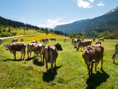 Yanındaki çiftliğin otlayan inekler