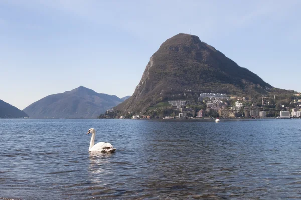 Lugano, nowy łabędź — Zdjęcie stockowe