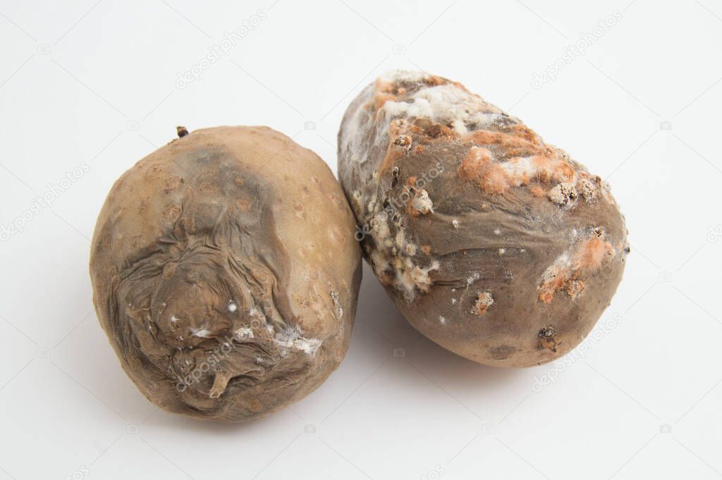 two spoiled potatoes on a white background. isolated.