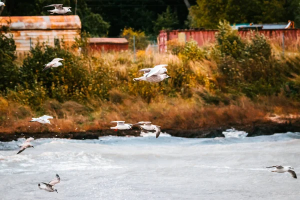 Chasse aux mouettes pendant l'orage. — Photo