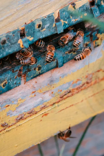 Close-up photo of bee hive and bees, vertical photo. — Stock Photo, Image