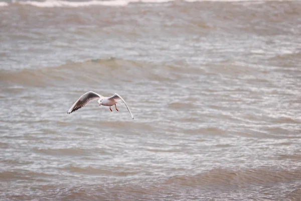 Seagull hunting during thunderstorm, background for meditation. — Stock Photo, Image