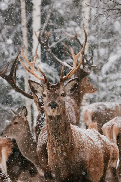 Close up portrait of deer in the snow. — Stock Photo, Image