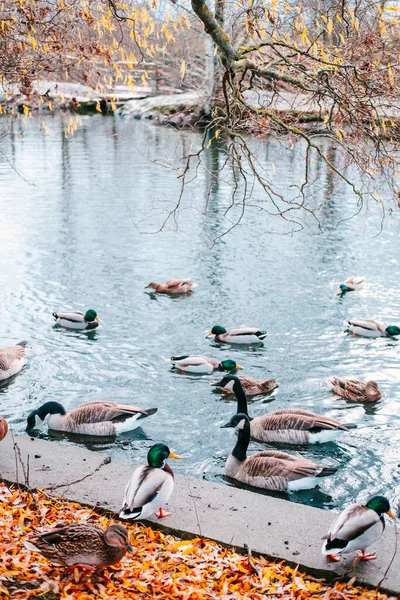 Autunno nel parco con uccelli nuotatori. — Foto Stock