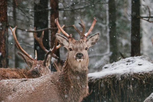 Primer retrato de ciervos en la nieve. —  Fotos de Stock