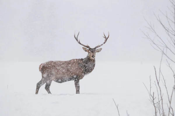 在雪地里把鹿画好. — 图库照片