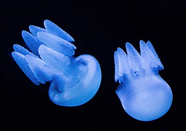 Dos medusas de neón —  Fotos de Stock