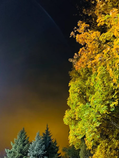 Beau Ciel Nocturne Jaune Avec Des Arbres Automne Éclairés Fond — Photo